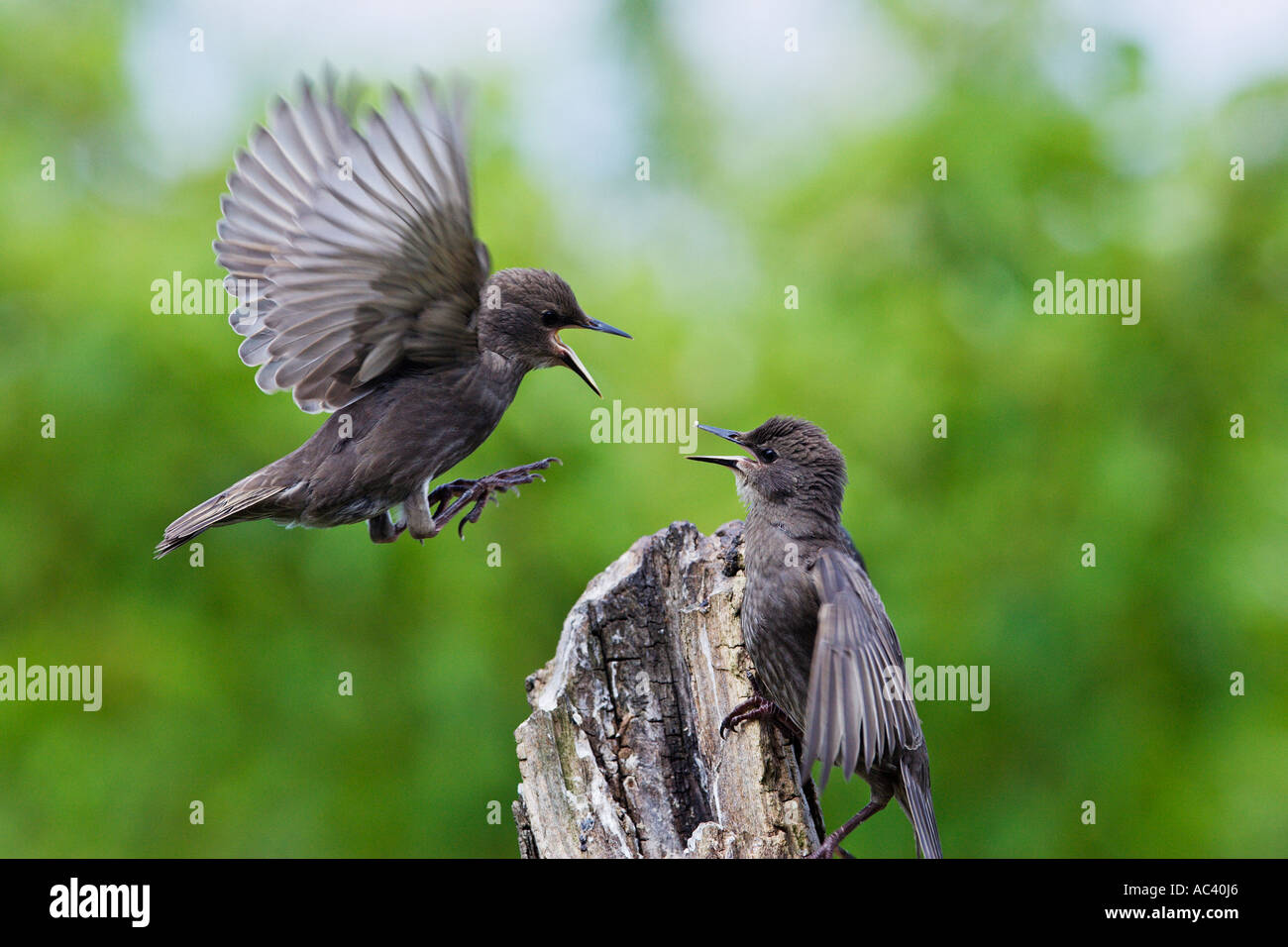 Junge Stare Sturnus Vulgaris Streitereien auf Baum stumpf mit schönen Fokus Hintergrund Potton bedfordshire Stockfoto