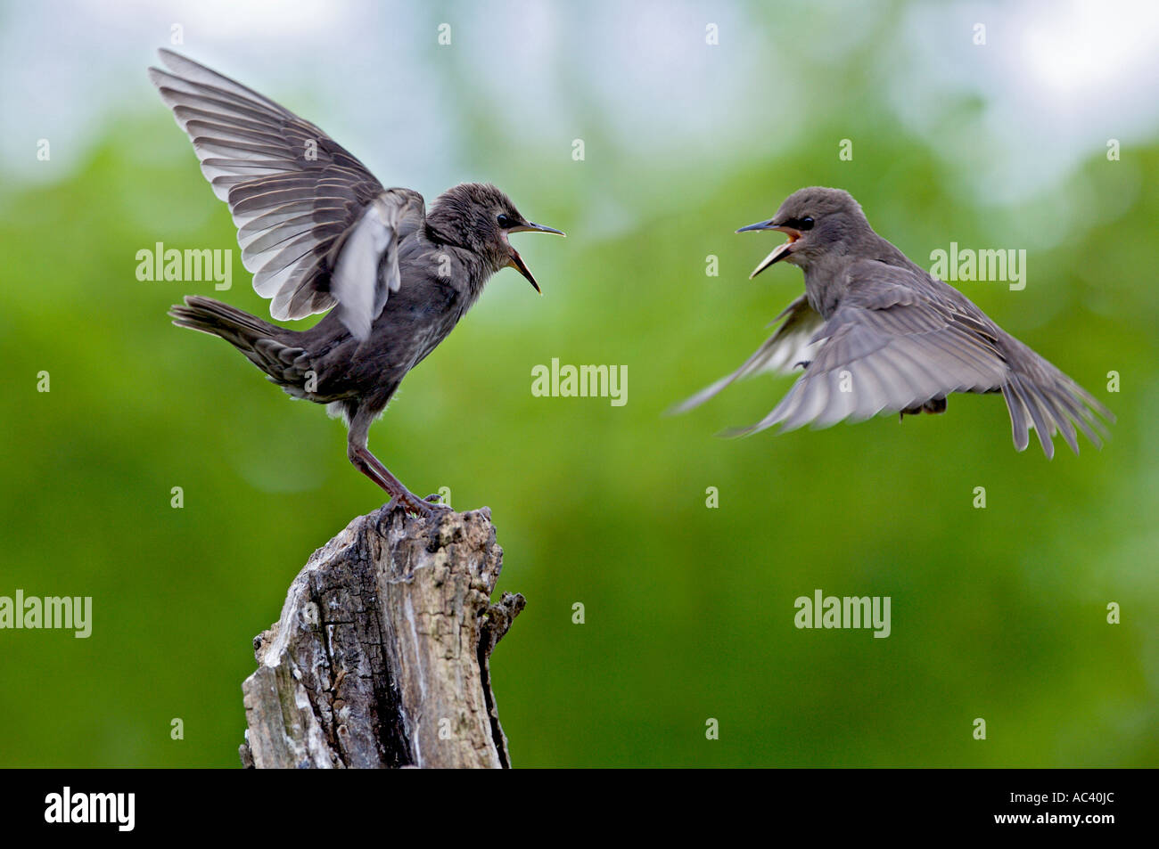 Junge Stare Sturnus Vulgaris Streitereien auf Baum stumpf mit schönen Fokus Hintergrund Potton bedfordshire Stockfoto