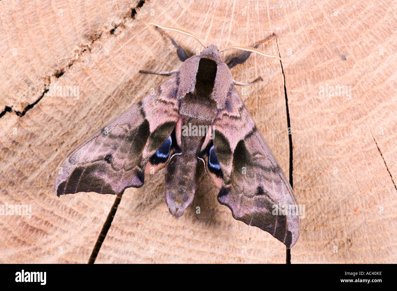 Eyed Hawk Moth Smerinthus Ocellata im Ruhezustand auf, die Augen auf hinteren Flügel Potton Bedfordshire Eichenklotz Stockfoto