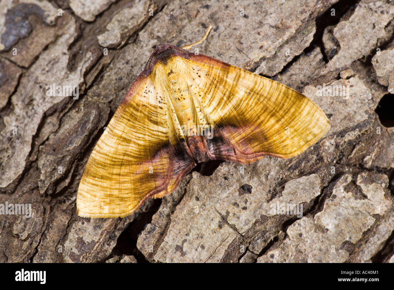 Verbrannte Flügel Plagodis Dolabraria auf Rinde zeigt Flügel Markierungen Potton bedfordshire Stockfoto