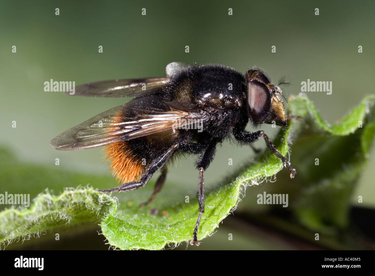 Hoverfly Volucella Bombylans am ruhen auf Blatt Seite Ansicht zeigt Markierungen mit schön aus Fokus Hintergrund Potton bedfordshire Stockfoto