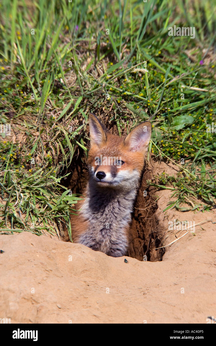 Junge rote Fuchs Vulpes Vulpes aus Erde Potton Bedfordshire Stockfoto