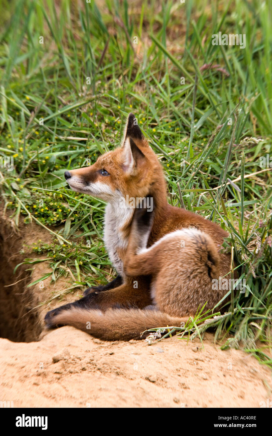 Junger Rotfuchs Vulpes Vulpes außerhalb der Erde Potton Bedfordshire kratzen Hals mit hinteren Pfote Stockfoto