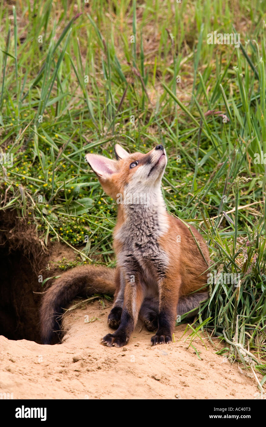Rotfuchs Vulpes Vulpes außerhalb der Erde blickte Problemfälle zu Himmel mit Ohren oben Potton bedfordshire Stockfoto