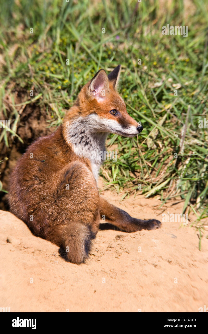 Junge rote Fuchs Vulpes Vulpes sitzen am Eingang der Erde suchen Warnung in der Sonne Potton Bedfordshire Stockfoto