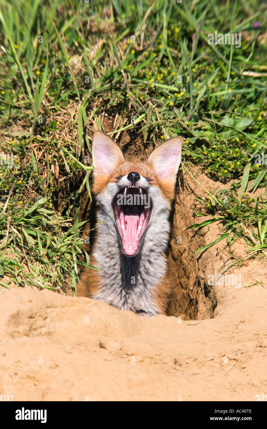 Junger Rotfuchs Vulpes Vulpes Erde Eingang mit Mund öffnen gähnende Potton Bedfordshire Stockfoto