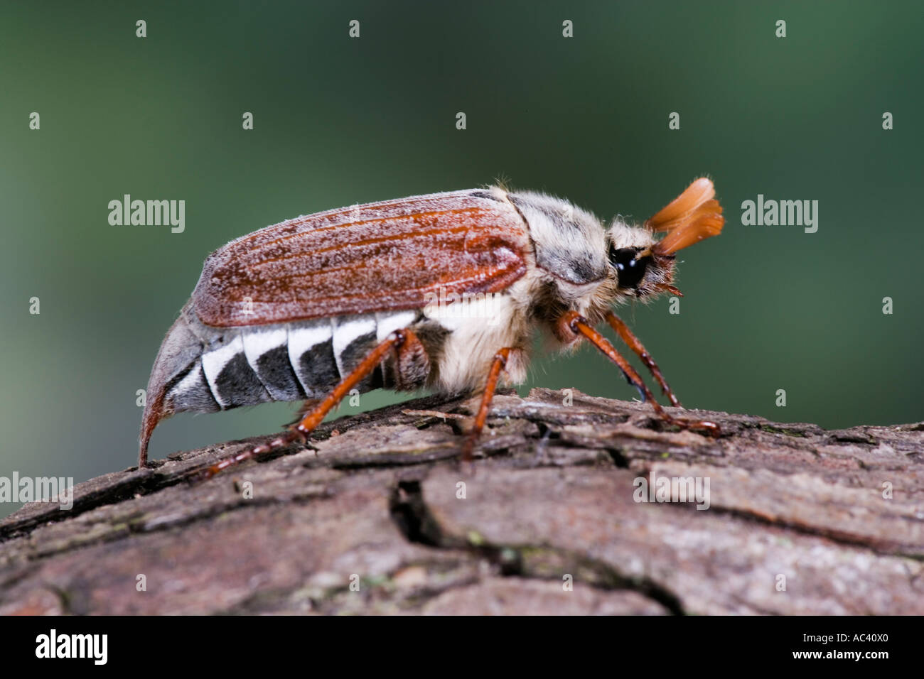 Maikäfer Melolontha Melolontha stehend auf Log zeigt Markierungen und Detail mit schönen Fokus Hintergrund Potton Betten Stockfoto