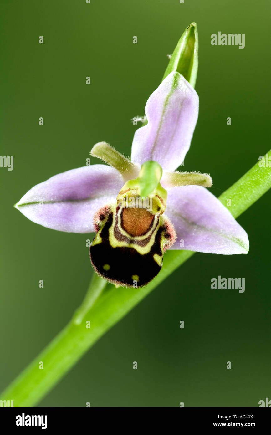 Biene Orchidee Ophrys Apifera Blume Nahaufnahme mit schön aus Fokus Hintergrund Potton bedfordshire Stockfoto