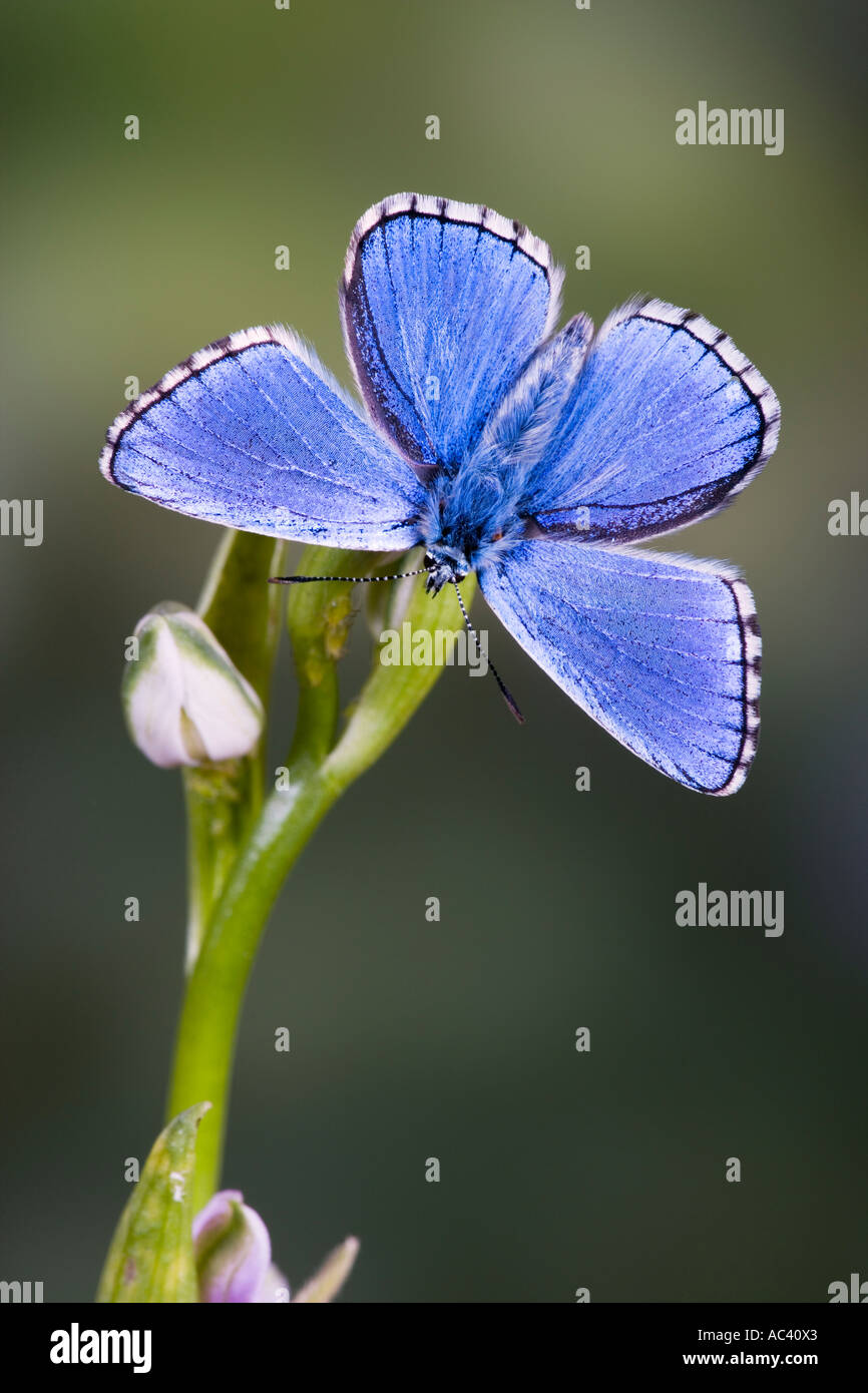 Adonis Blue Polyommatus Bellargus auf Blume mit Flügeln offen und nett aus Fokus Hintergrund Stockfoto