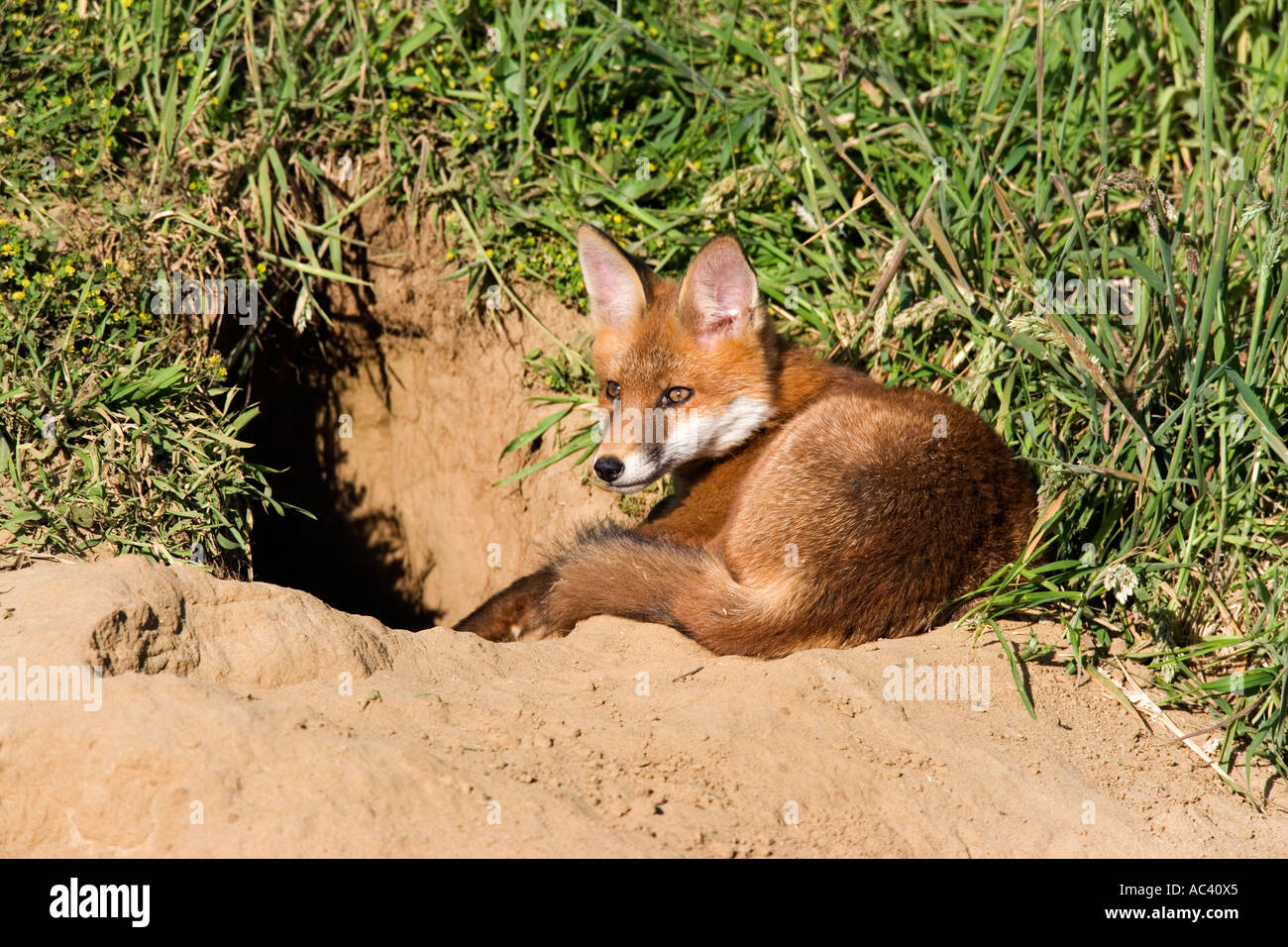Rotfuchs Vulpes Vulpes außerhalb der Erde suchen alert Potton bedfordshire Stockfoto