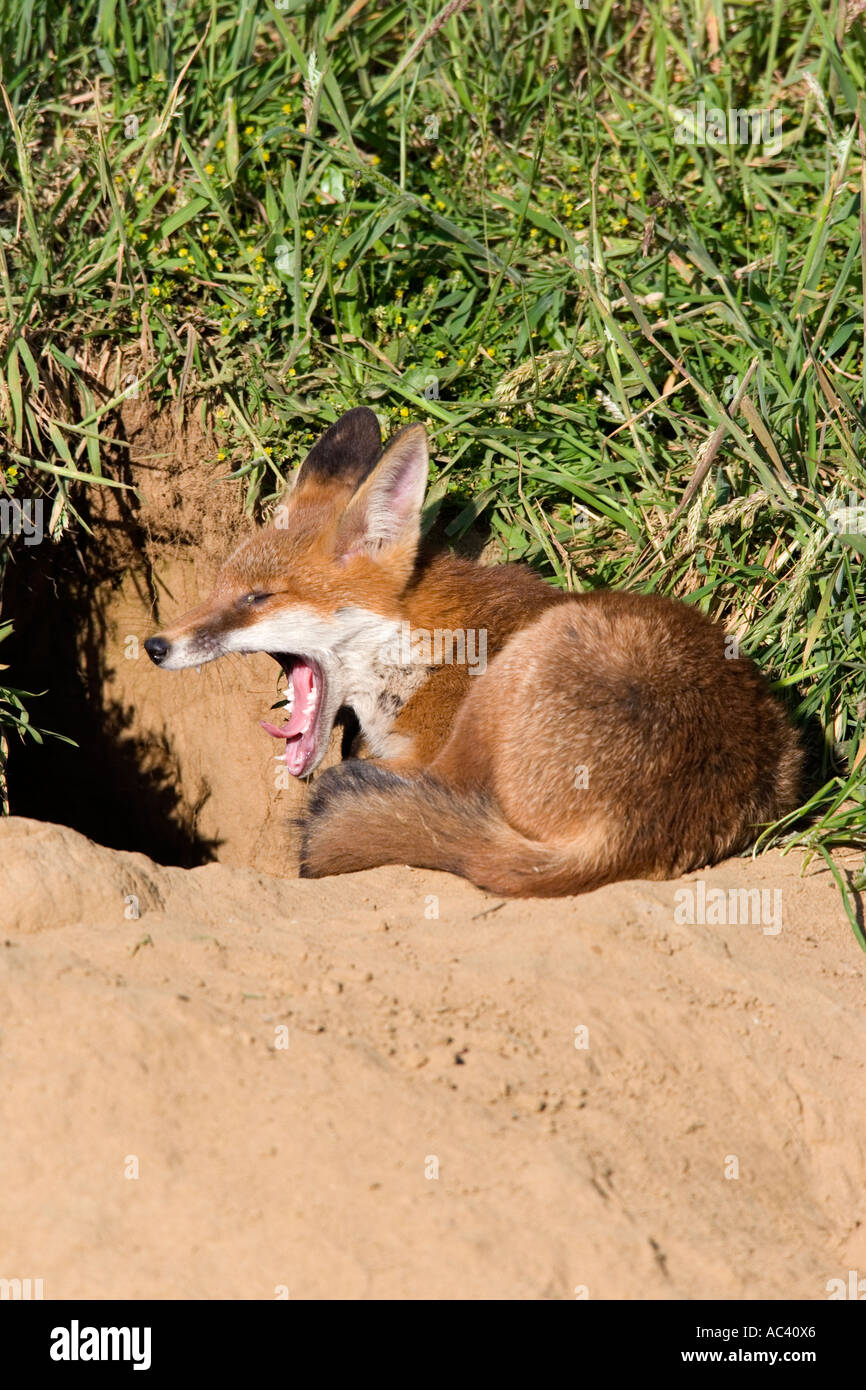 Junger Rotfuchs Vulpes Vulpes außerhalb der Erde Gähnen Potton Bedfordshire Stockfoto