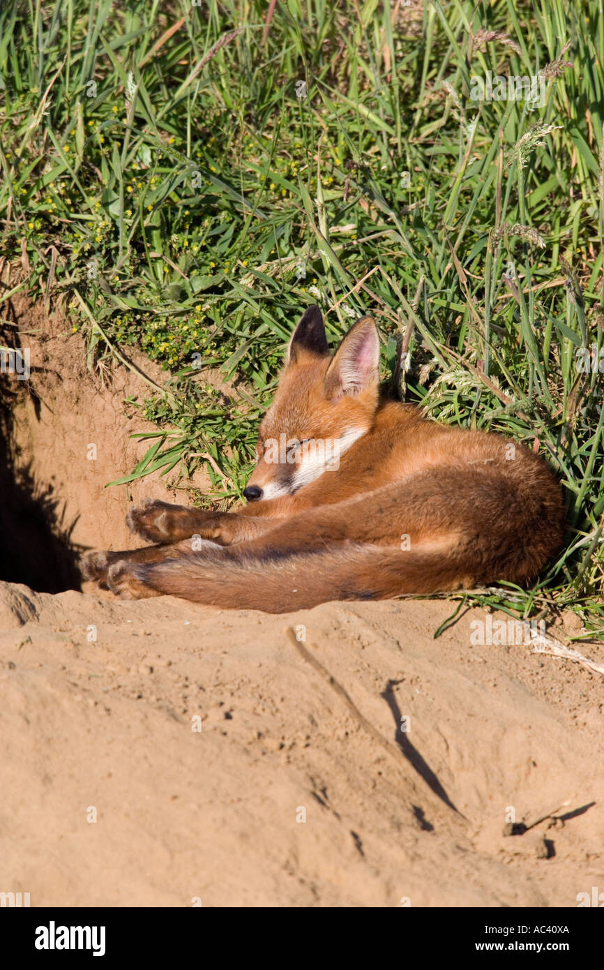 Junger Rotfuchs Vulpes Vulpes außerhalb der Erde schläft Potton Bedfordshire Stockfoto