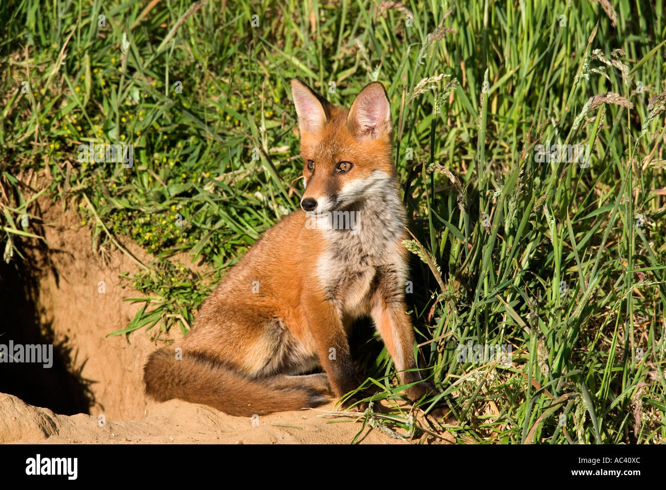 Junger Rotfuchs Vulpes Vulpes außerhalb der Erde sitzen auf der Suche nach alarmieren Potton Bedfordshire Stockfoto