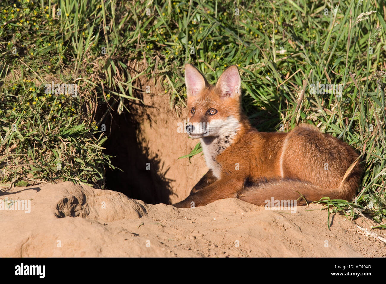 Junger Rotfuchs Vulpes Vulpes außerhalb der Erde auf der Suche alarmieren Potton Bedfordshire Stockfoto