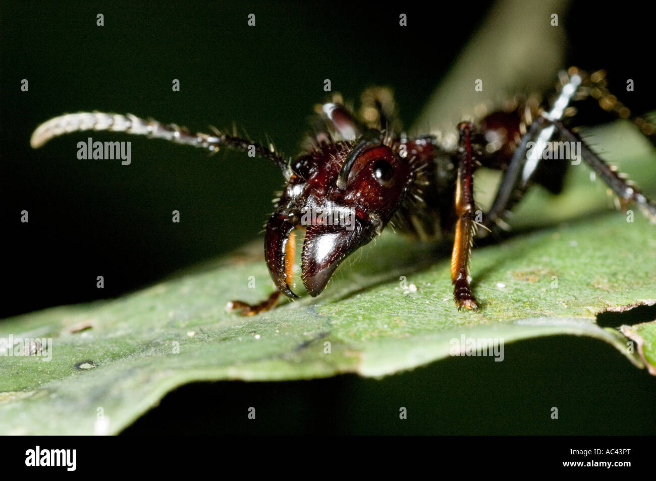 Große Ameise im Amazonas-Regenwald Stockfoto