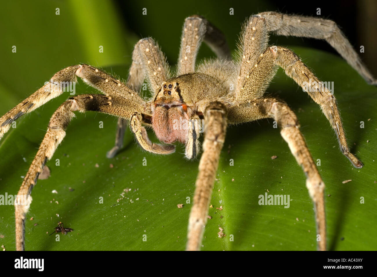 Wandering Spinne in den Amazonas-Regenwald-ecuador Stockfotografie - Alamy