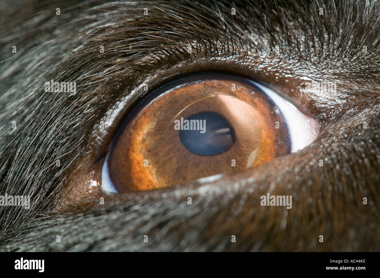 Nahaufnahme von einem Border-Collie Hunde-Auge Stockfoto