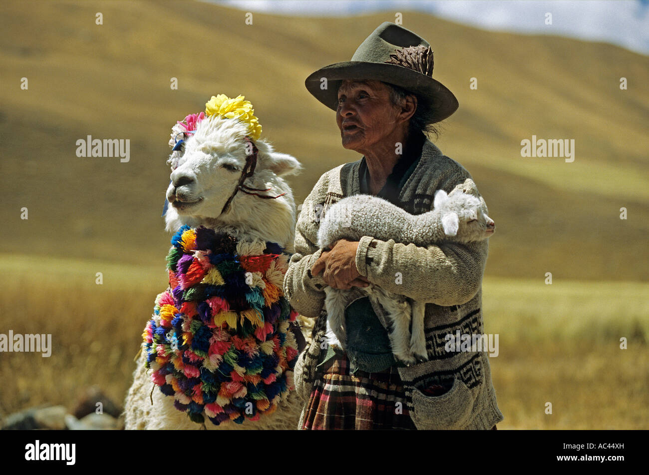 Alte Frau mit ein Alpaka und mit einem Lamm auf dem Arm. Vieille Femme Accompagnée d ' un Alpaga et un Agneau Dans ses Bras Mieter Stockfoto