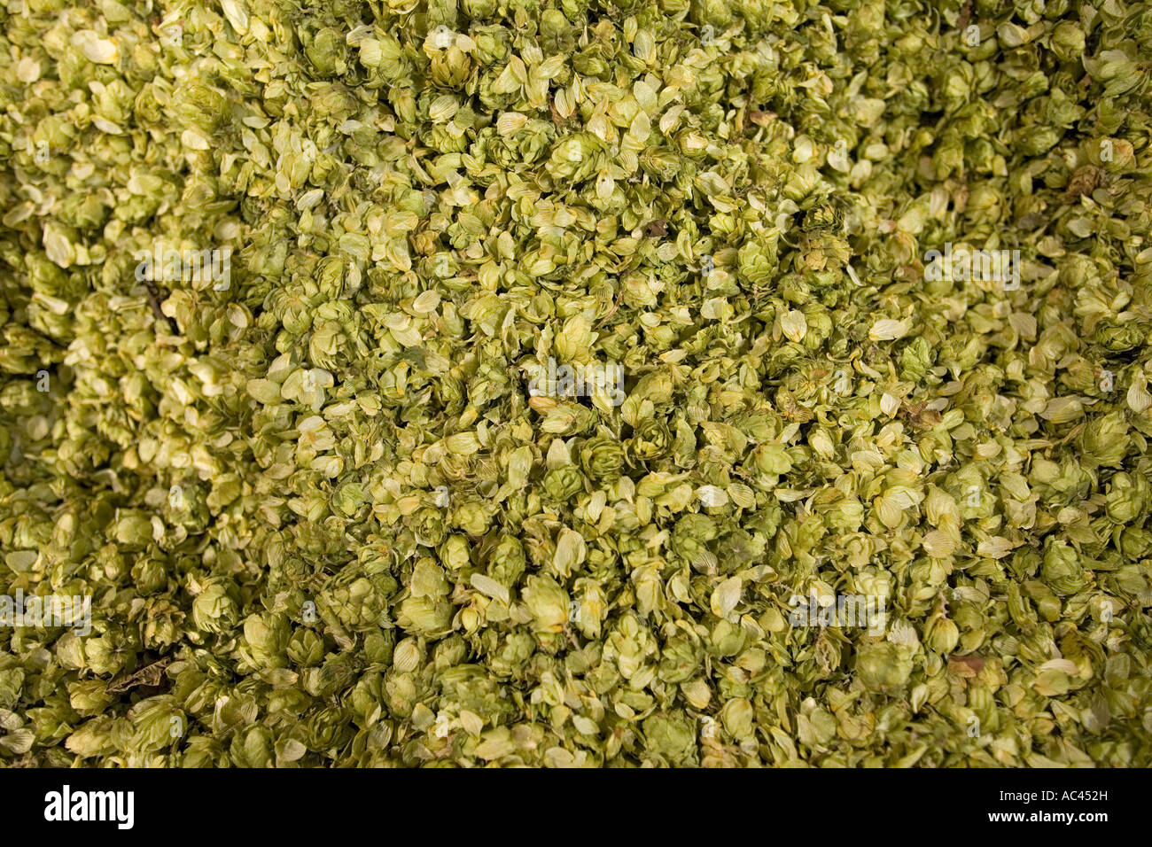 Der Zapfen des Hopfens (Humulus Lupulus) gesetzt (Frankreich) trocken. Cônes de Houblon (Humulus Lupulus) mis À Sécher (Frankreich). Stockfoto