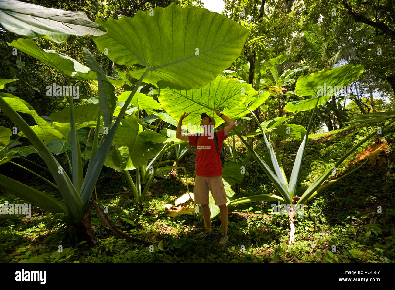 Ein Mann gerade aufrecht Elefanten Ohr verlässt (Mexiko). Homme aufmerksamen des Feuilles d'alocasia (Mexiko). Stockfoto