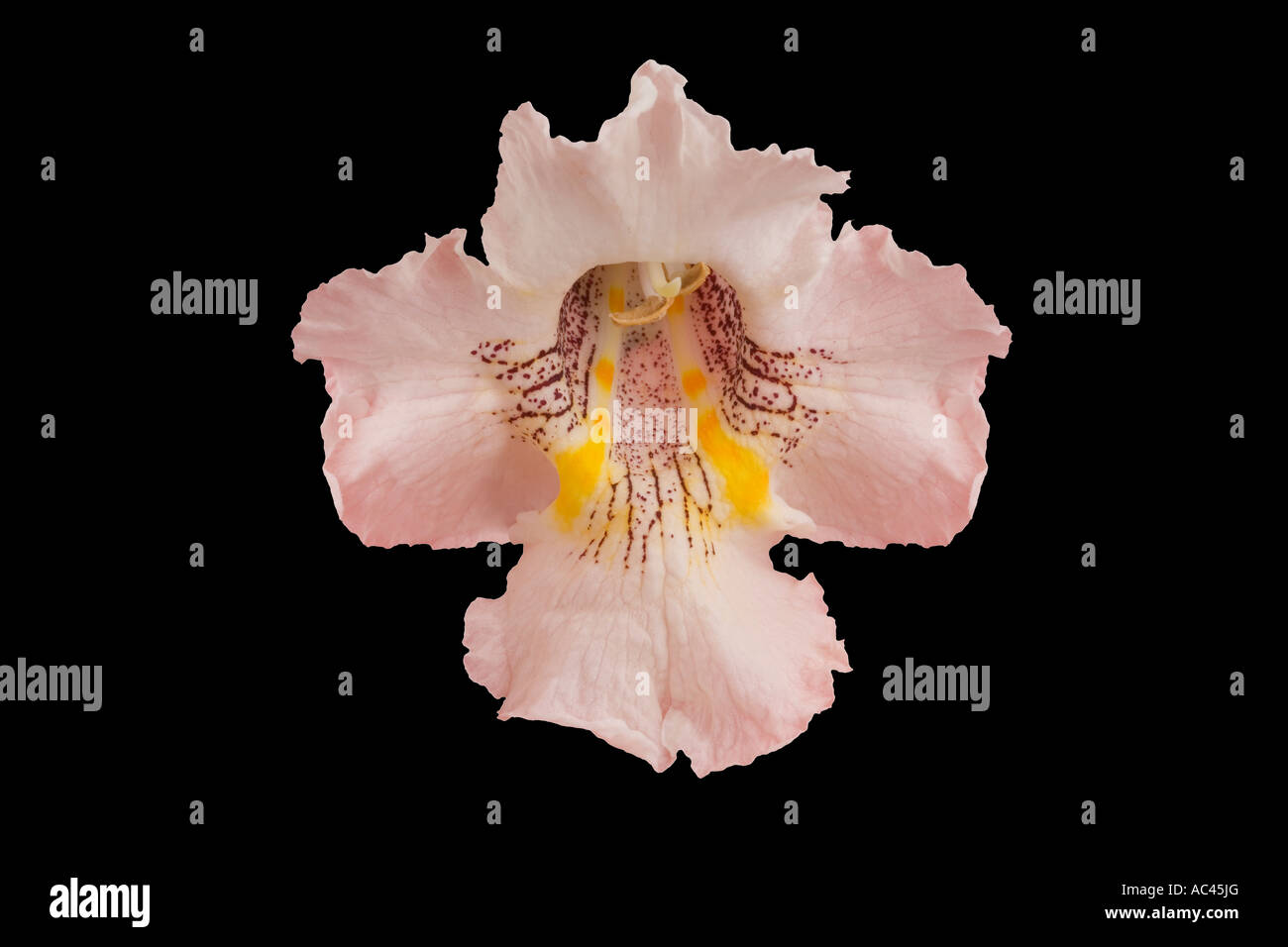 Eine Nahaufnahme einer südlichen Catalpa Blume (Catalpa Bignonioides). Gros Plan d ' une Fleur de Catalpa. Commun (Catalpa Bignonioides). Stockfoto