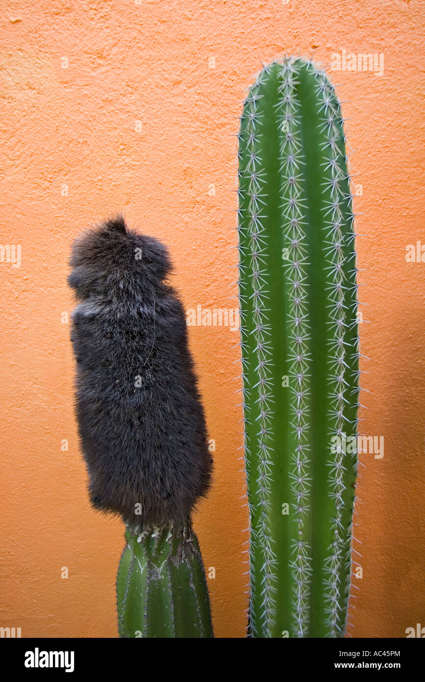 Pachycereus militaris Fotos und Bildmaterial in hoher Auflösung Alamy