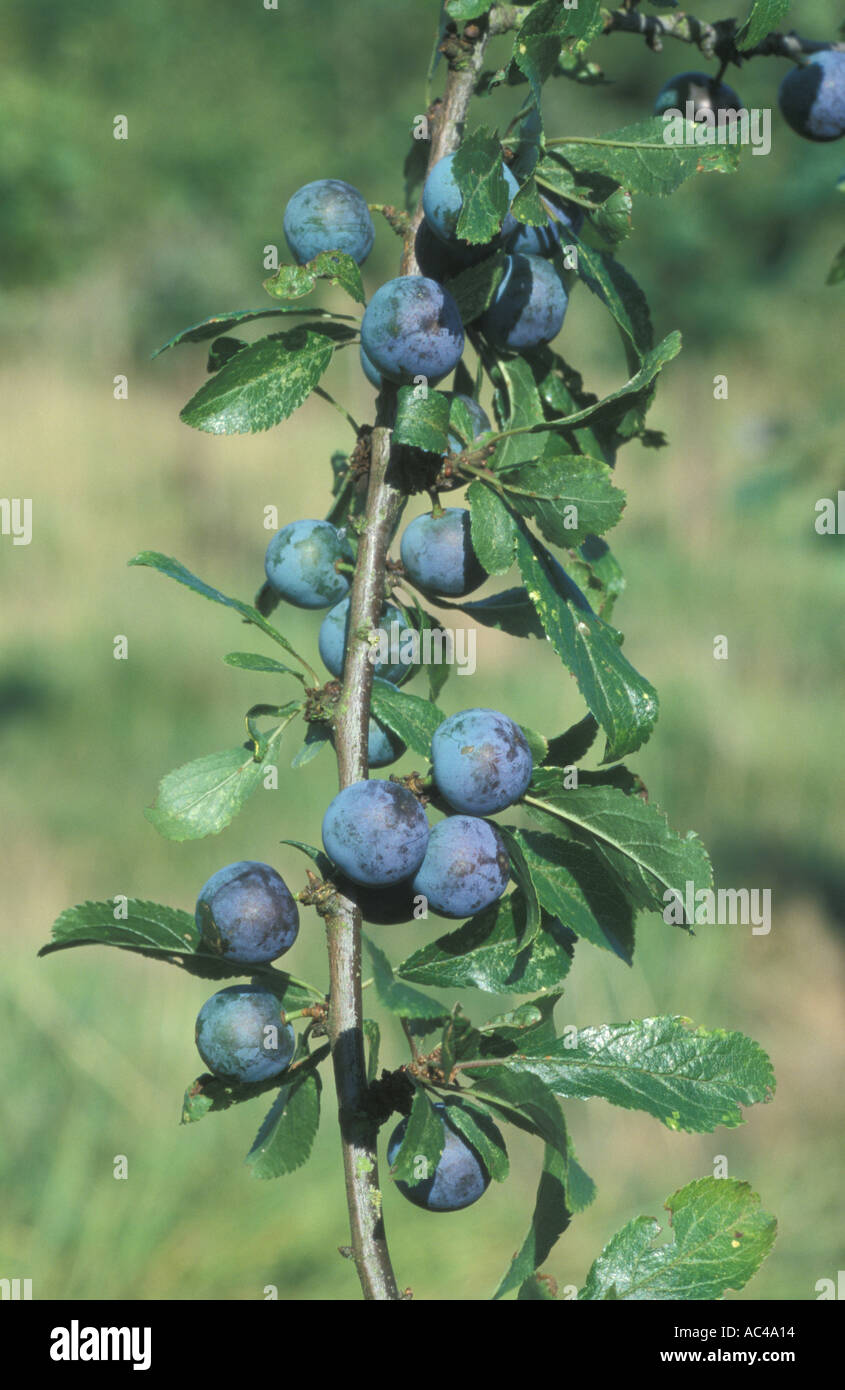 BLACKTHORN SCHLEHE Prunus spinosa Stockfoto