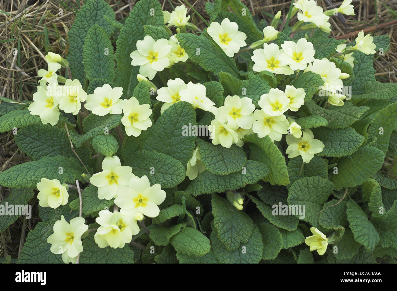 Wilde Primeln Primula Vulgaris wächst an schattigen Hedgebank Norfolk UK April Stockfoto