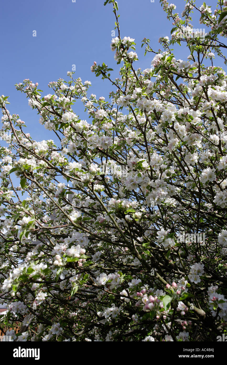 Apple Blossom Stockfoto