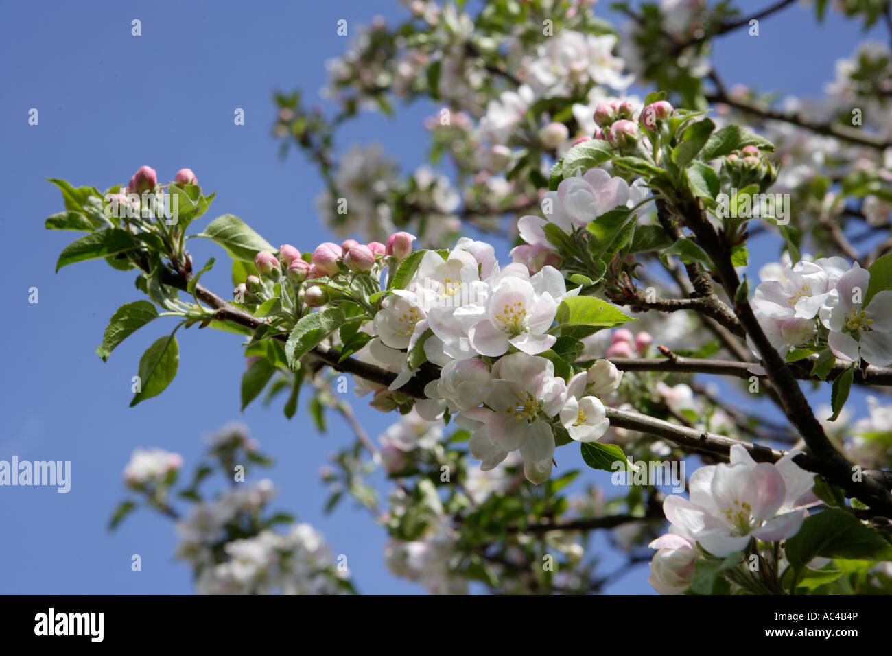 Apple Blossom Stockfoto