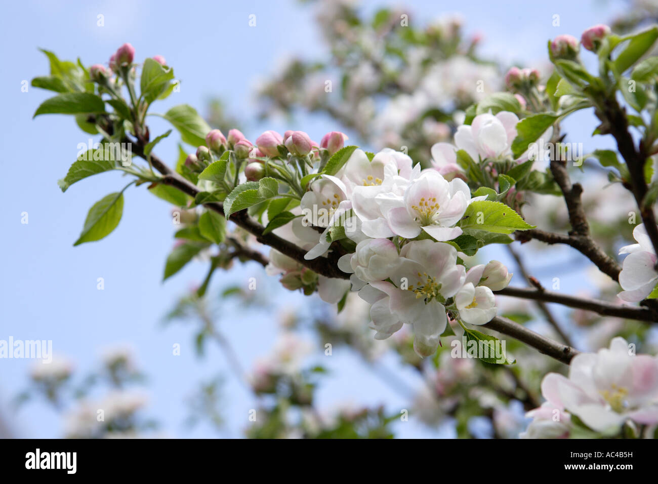Apfelblüte-Nahaufnahme Stockfoto