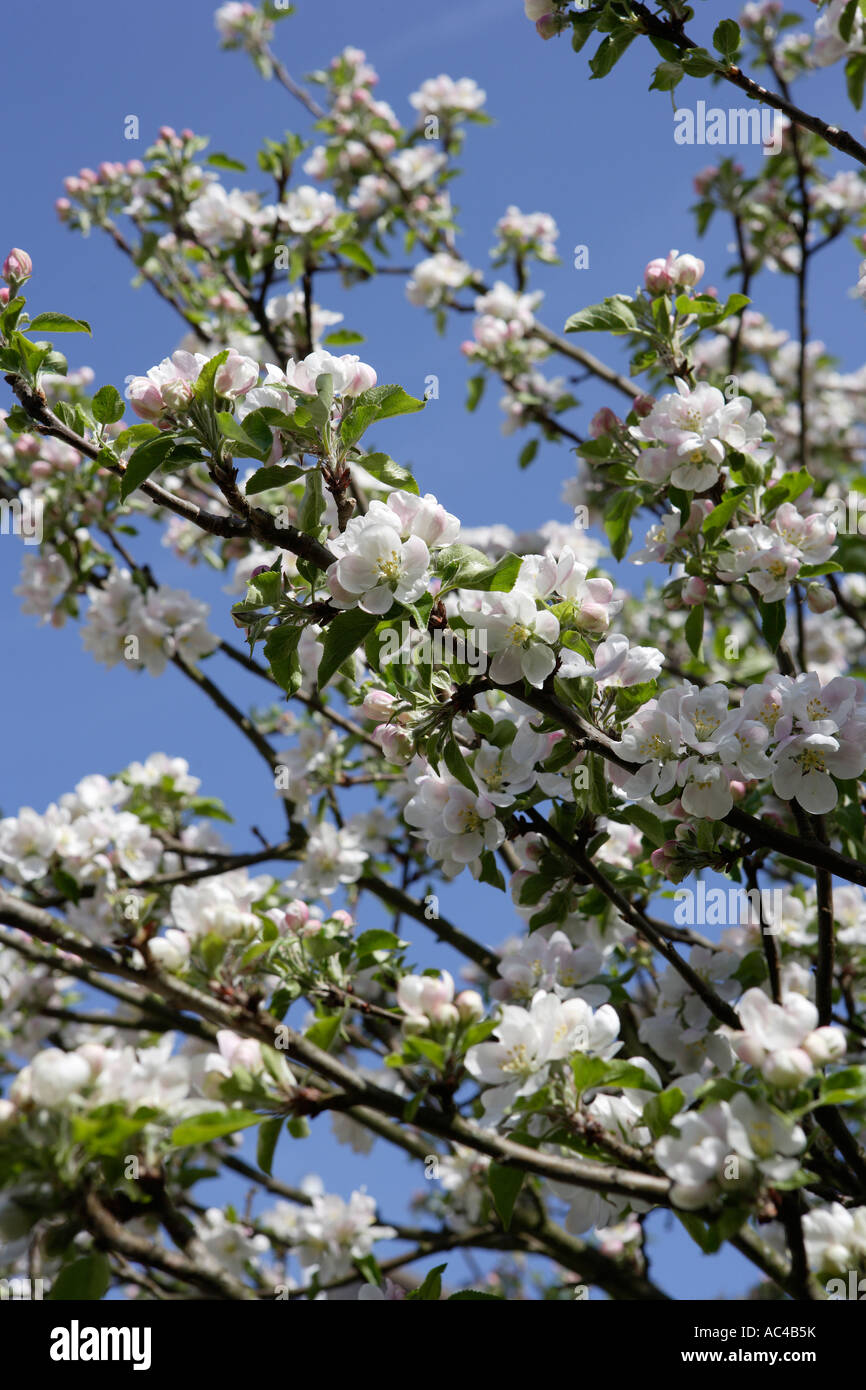 Apple Blossom Stockfoto