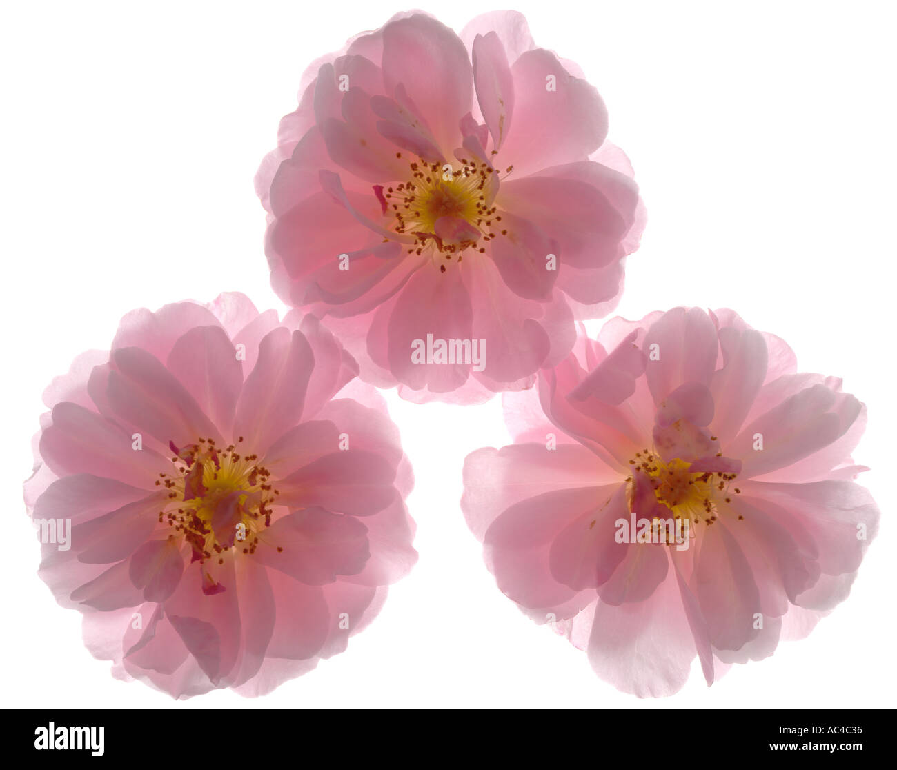 Drei rose-Blumen Klettern quadratische format Stockfoto
