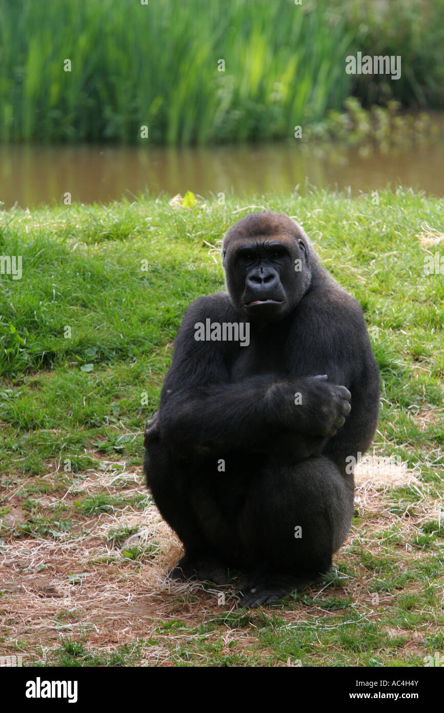 Dunkle farbige Flachlandgorilla sitzen auf den Hanken außerhalb der Schlafbereich in einem Naturschutzgebiet Stockfoto