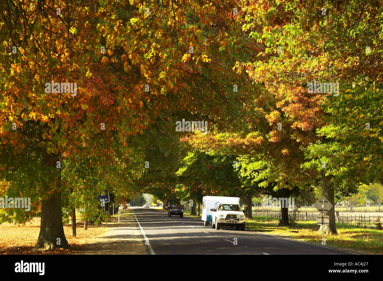 Wohnwagen und Herbstfarben auf Avenue in hellen Victoria Australien Stockfoto
