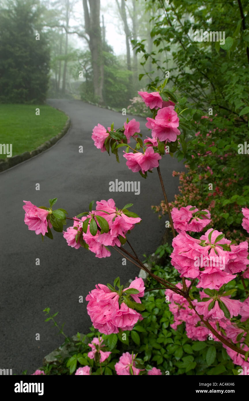 Rhododendren blühen auf Lookout Mountain in der Nähe von Chattanooga, Tennessee. Stockfoto