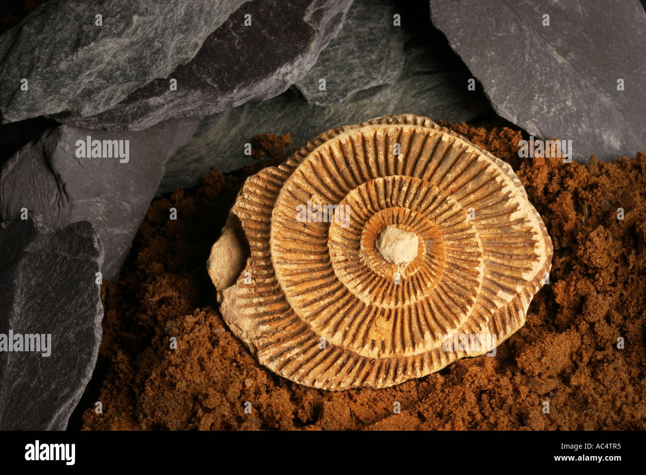 Ammonit Fossil Stockfoto