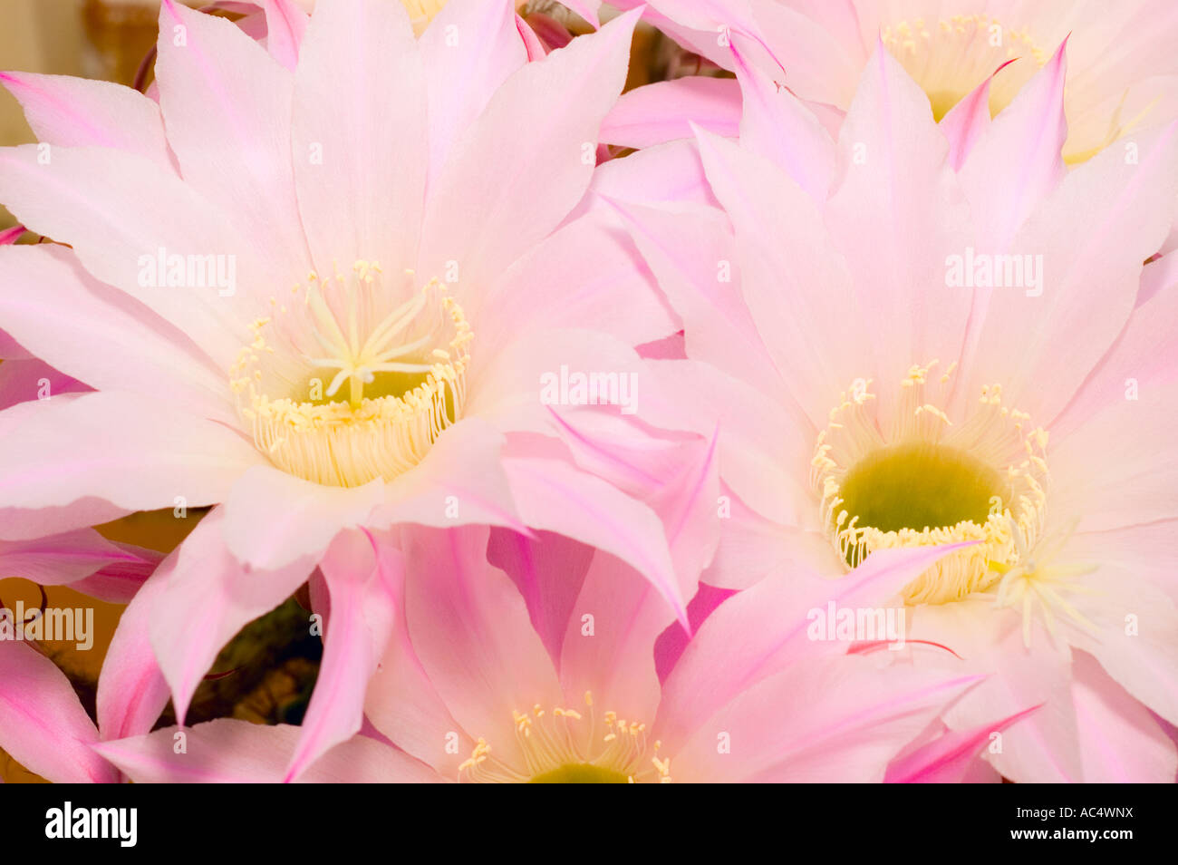 Blumen auf der Spitze des Kaktus Stockfoto