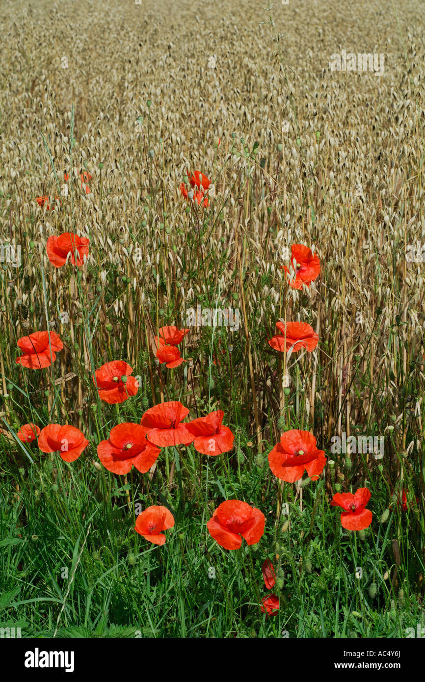 Rote Mohnblumen im Kornfeld, Touraine, Frankreich. Stockfoto