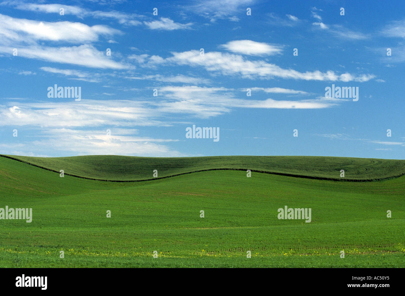 Palouse im Juni Stockfoto