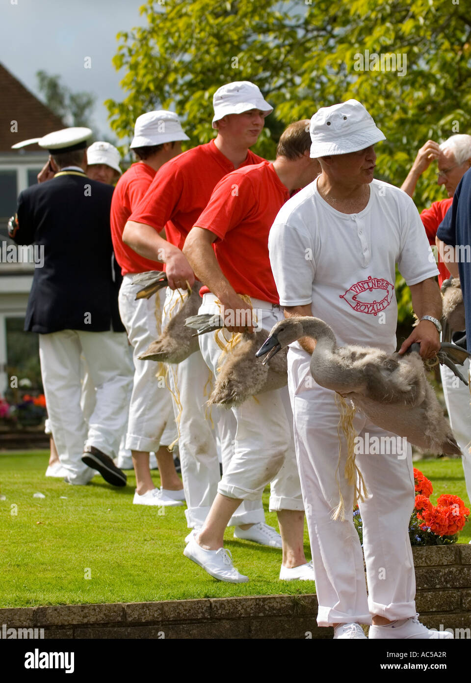 Swan Obermaterial Prüfung Cygnets bei der jährlichen Swan upping Themse Stockfoto