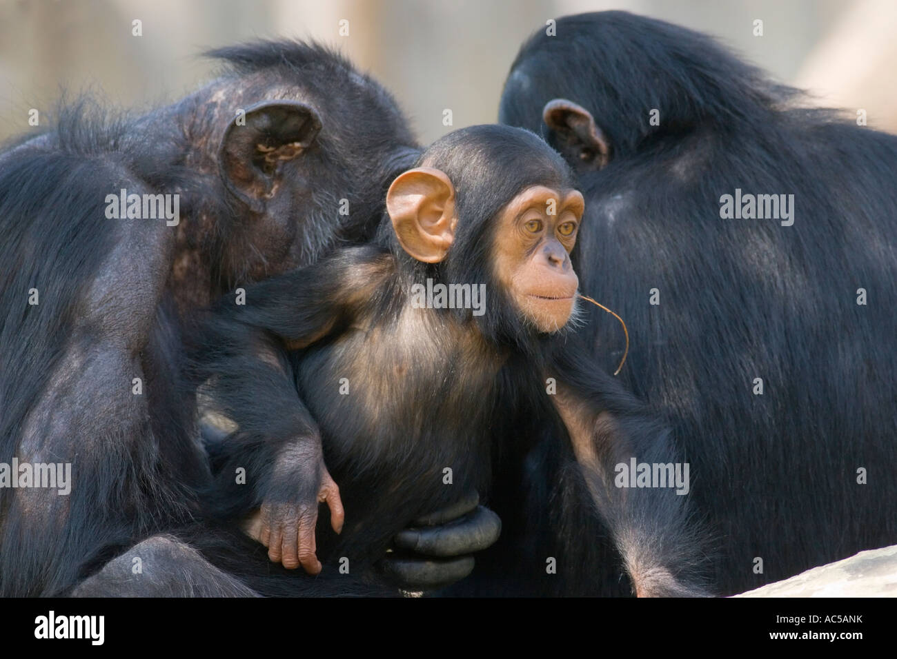 Ein junger Schimpanse (Pan Troglodytes) sitzt zwischen zwei Erwachsenen Stockfoto