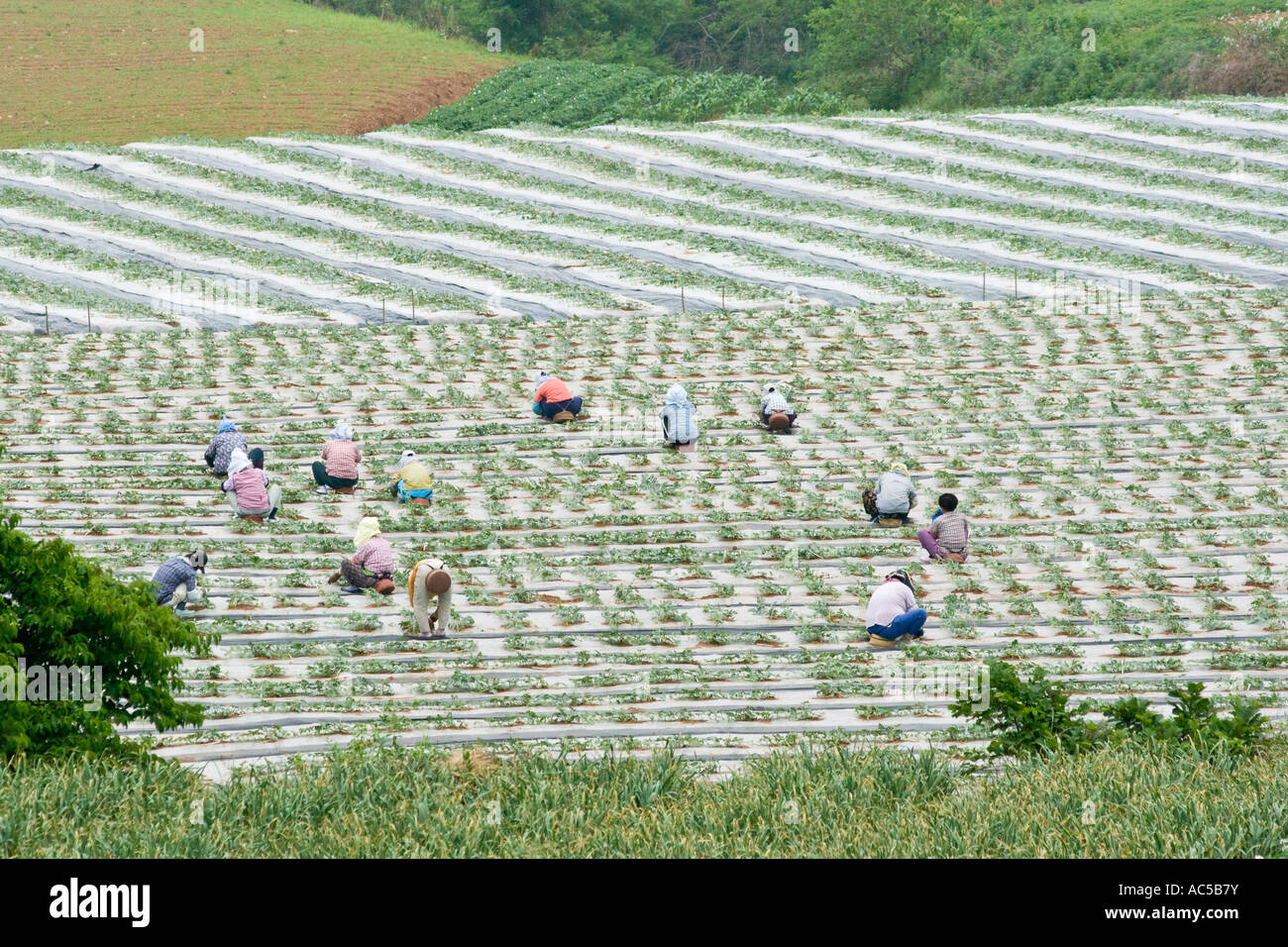 Koreanische Frauen in Wassermelone-Felder-Südkorea Stockfoto