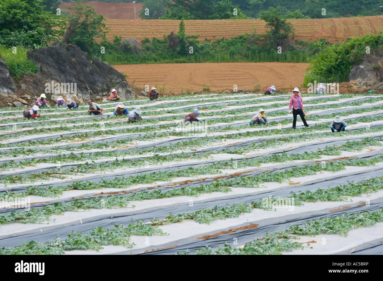 Koreanische Frauen in Wassermelone-Felder-Südkorea Stockfoto