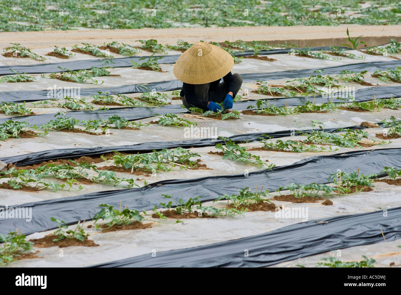 Koreanerin in Südkorea Wassermelone Feldern arbeiten Stockfoto