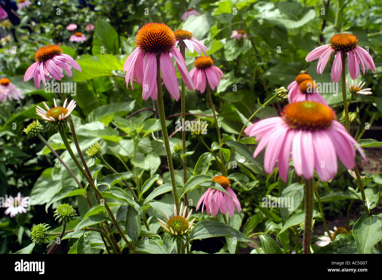 Eine Pflanze Echinacea Sonnenhut in einem gemeinschaftlichen Garten der Anlage ist bekannt für was manche Leute es sind glauben s immunstimulierende Eigenschaften ermöglichen Menschen bekommen und Milderung der Auswirkungen der Erkältung zu vermeiden Stockfoto