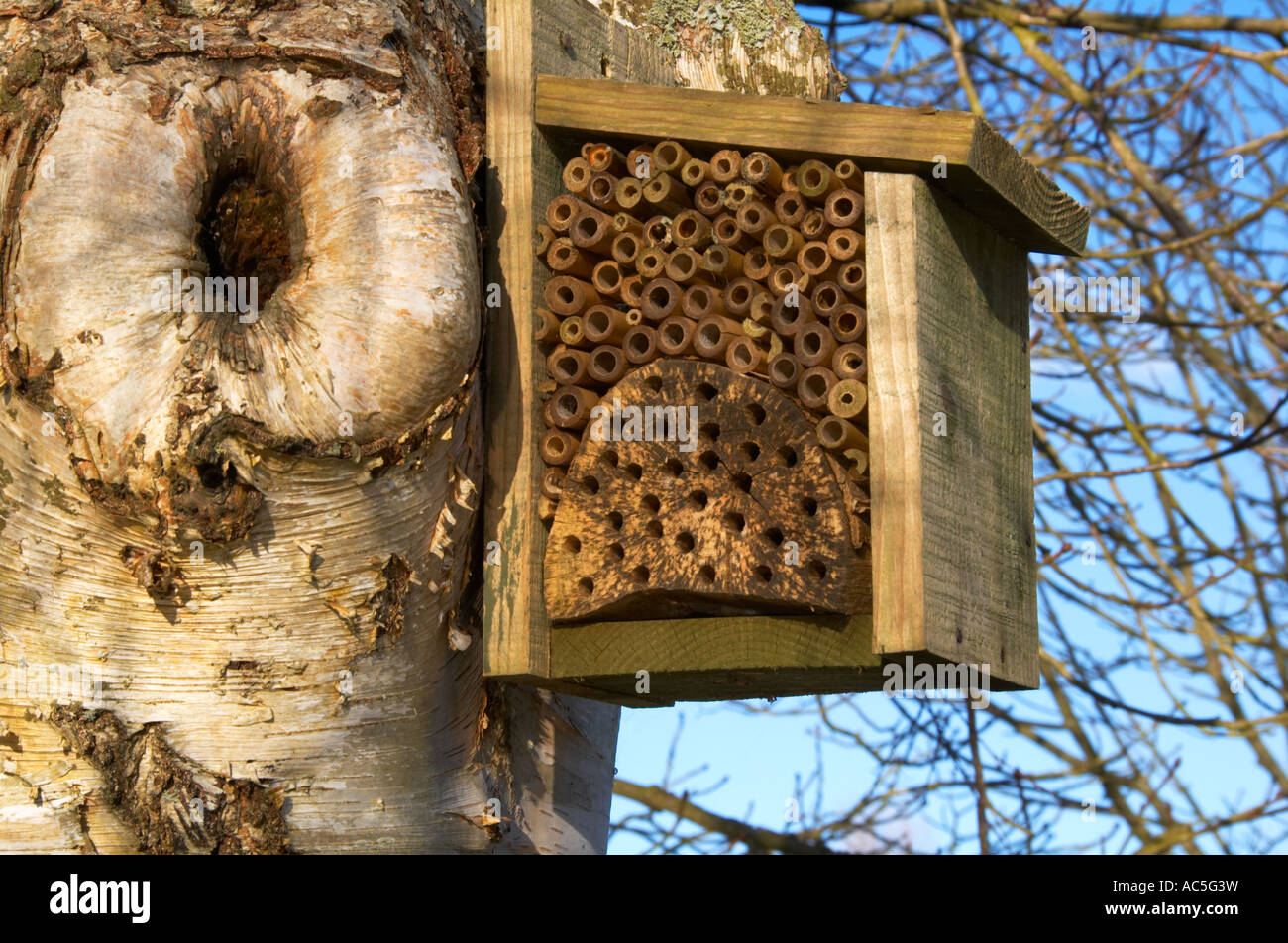 Einsame Biene Box Stockfoto