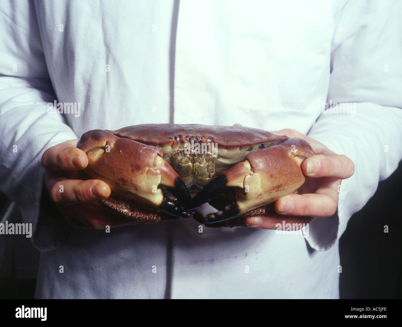 dh STROMNESS ORKNEY ganze Krabben lokale Lebensmittelindustrie frische Produktion schottische Schalentiere Krabben aus der Nähe von schottland Stockfoto