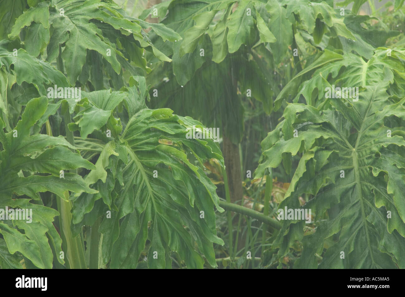 Regen fällt auf tropischen Schefflera Zierbaum in Florida Umbrella Tree Stockfoto
