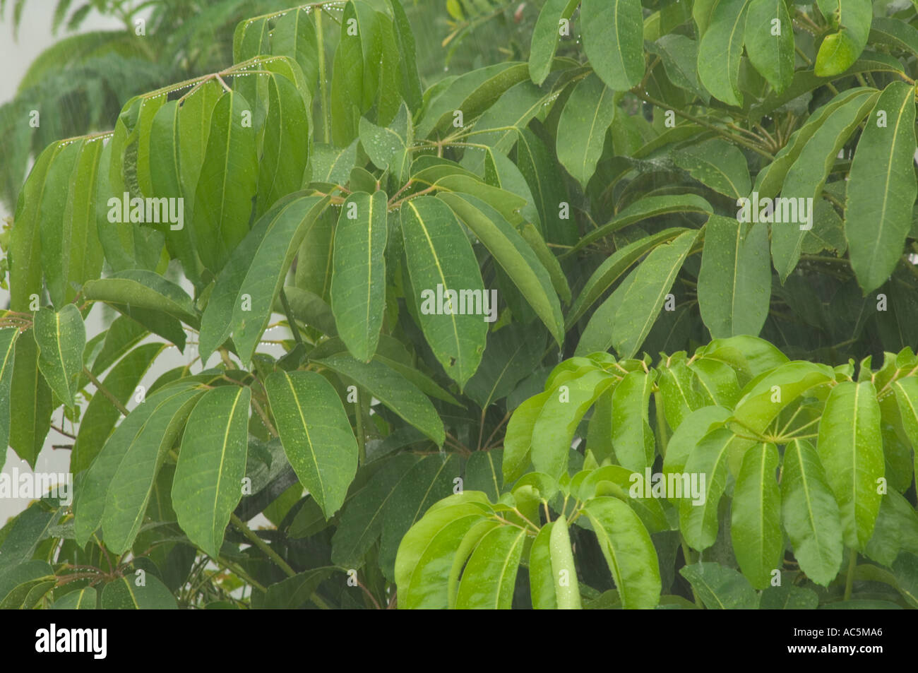 Regen fällt auf tropischen Schefflera Zierbaum in Florida Umbrella Tree Stockfoto